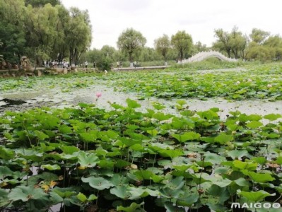 北京哈尔滨太阳岛旅游景点推荐，你去过几个？